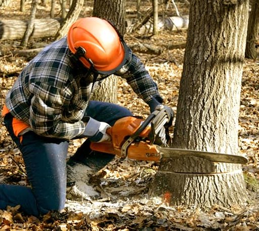 Tree Removal in South Boston, VA